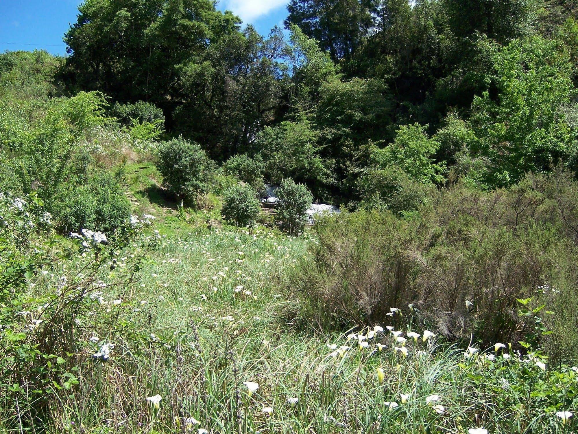 Maple Grove Βίλα Hogsback Εξωτερικό φωτογραφία